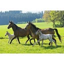 Mallette Métallique de 4 Puzzles sur les Chevaux - 1 pcs