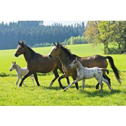 Mallette Métallique de 4 Puzzles sur les Chevaux - 1 pcs