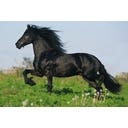 Mallette Métallique de 4 Puzzles sur les Chevaux - 1 pcs