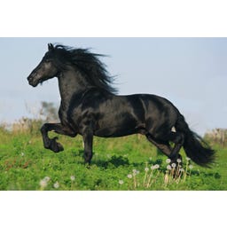 Mallette Métallique de 4 Puzzles sur les Chevaux - 1 pcs