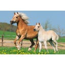 Mallette Métallique de 4 Puzzles sur les Chevaux - 1 pcs