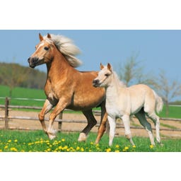 Mallette Métallique de 4 Puzzles sur les Chevaux - 1 pcs