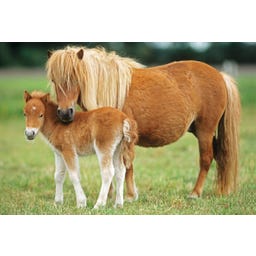 Mallette Métallique de 4 Puzzles sur les Chevaux - 1 pcs